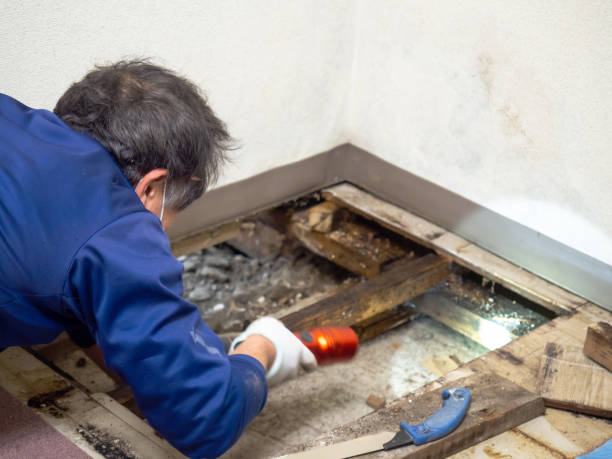 Home Mold Removal in Singac, NJ