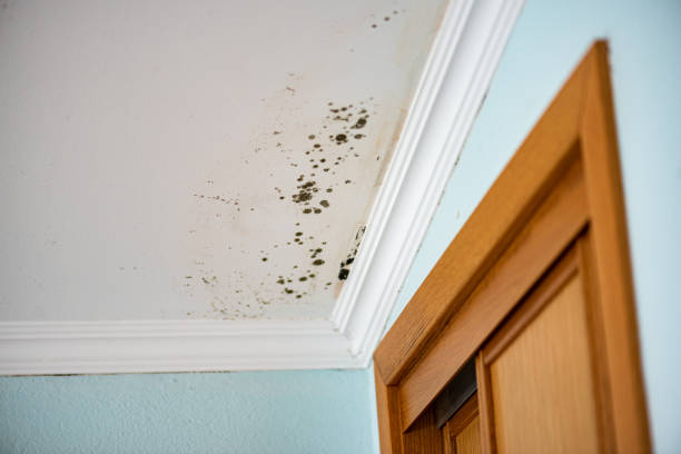 Best Toxic Mold Removal  in Singac, NJ