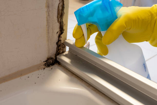 Best Mold Damage Repair  in Singac, NJ