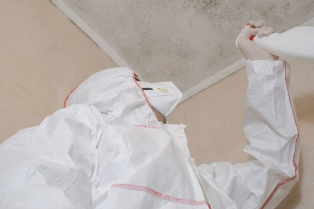 Best Black Mold Removal  in Singac, NJ