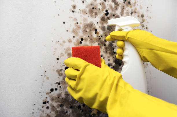 Best Attic Mold Removal  in Singac, NJ