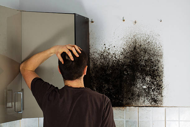 Best Same-Day Mold Removal  in Singac, NJ