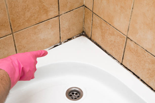 Best Affordable Mold Removal  in Singac, NJ